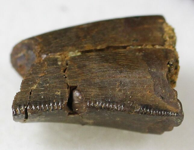 Tyrannosaur Tooth Fragment - Montana #21403